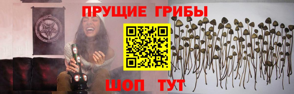 Псилоцибиновые грибы Cubensis Краснодар